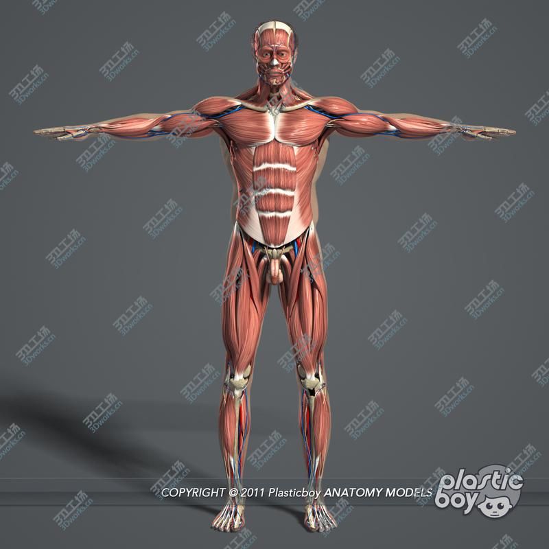 images/goods_img/20210113/3DS MAX RIGGED Male and Female Anatomy Complete Pack (Textured)/4.jpg